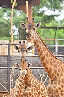 giraffe
