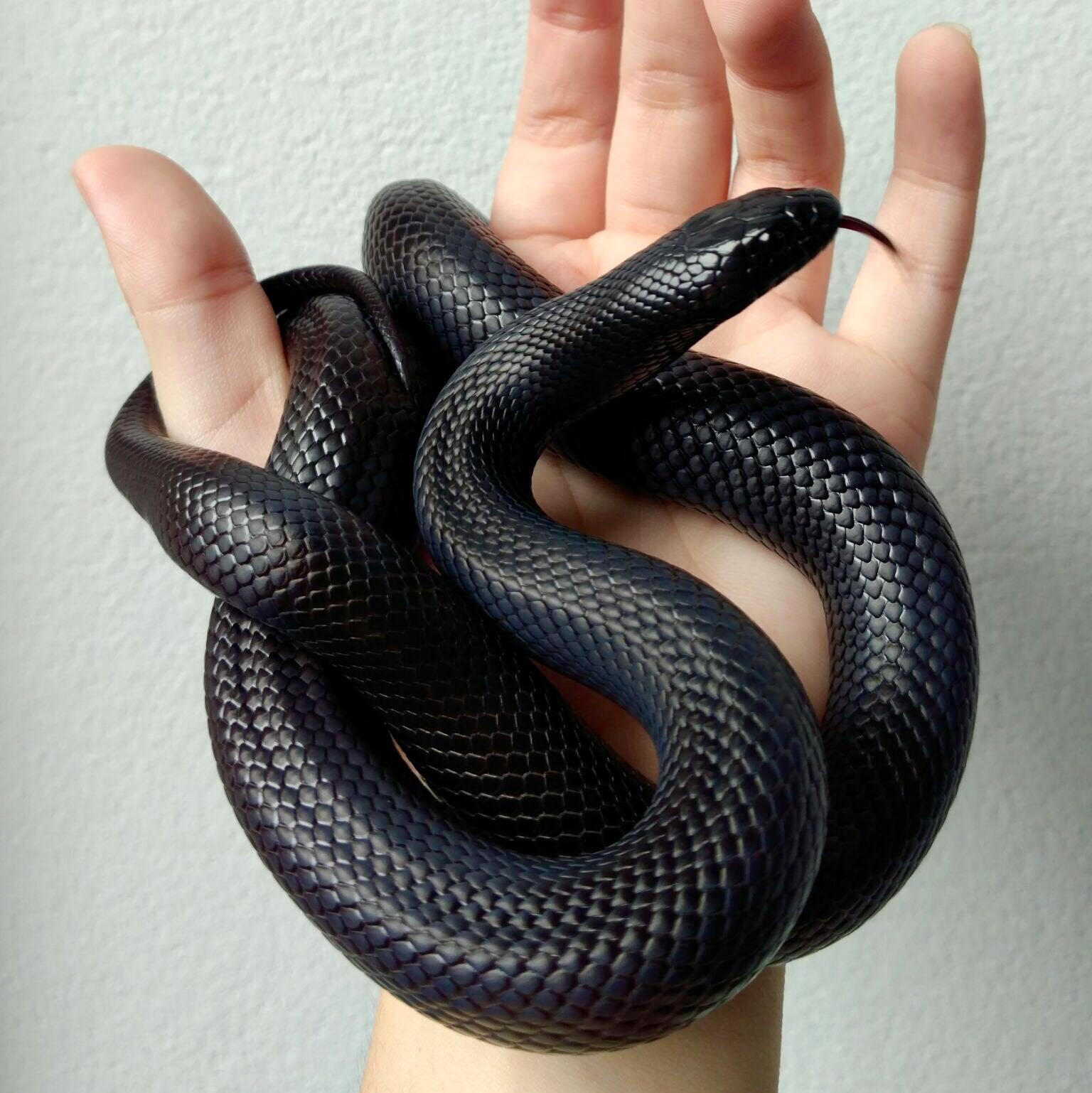 Mexican Black Kingsnake