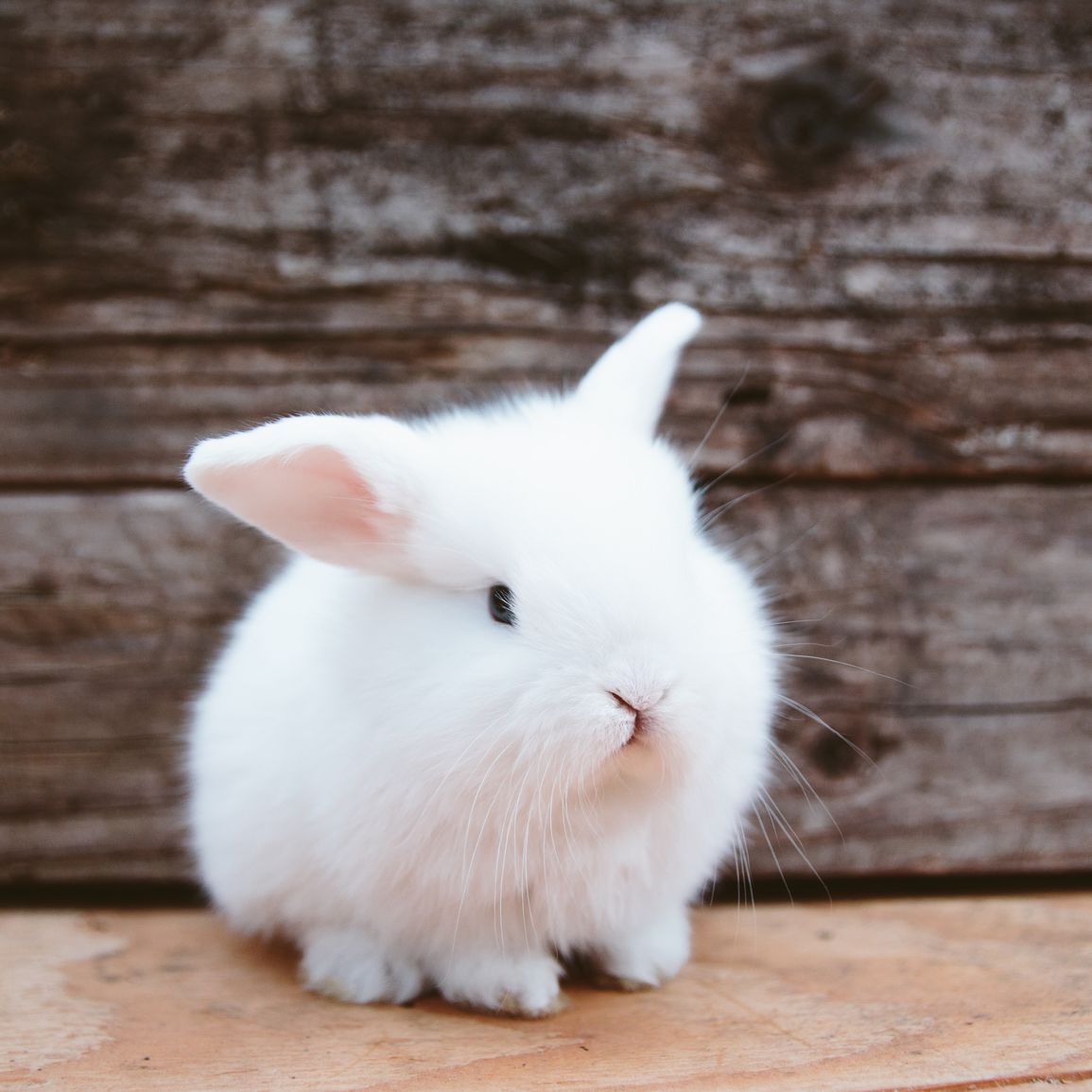 Rabbit