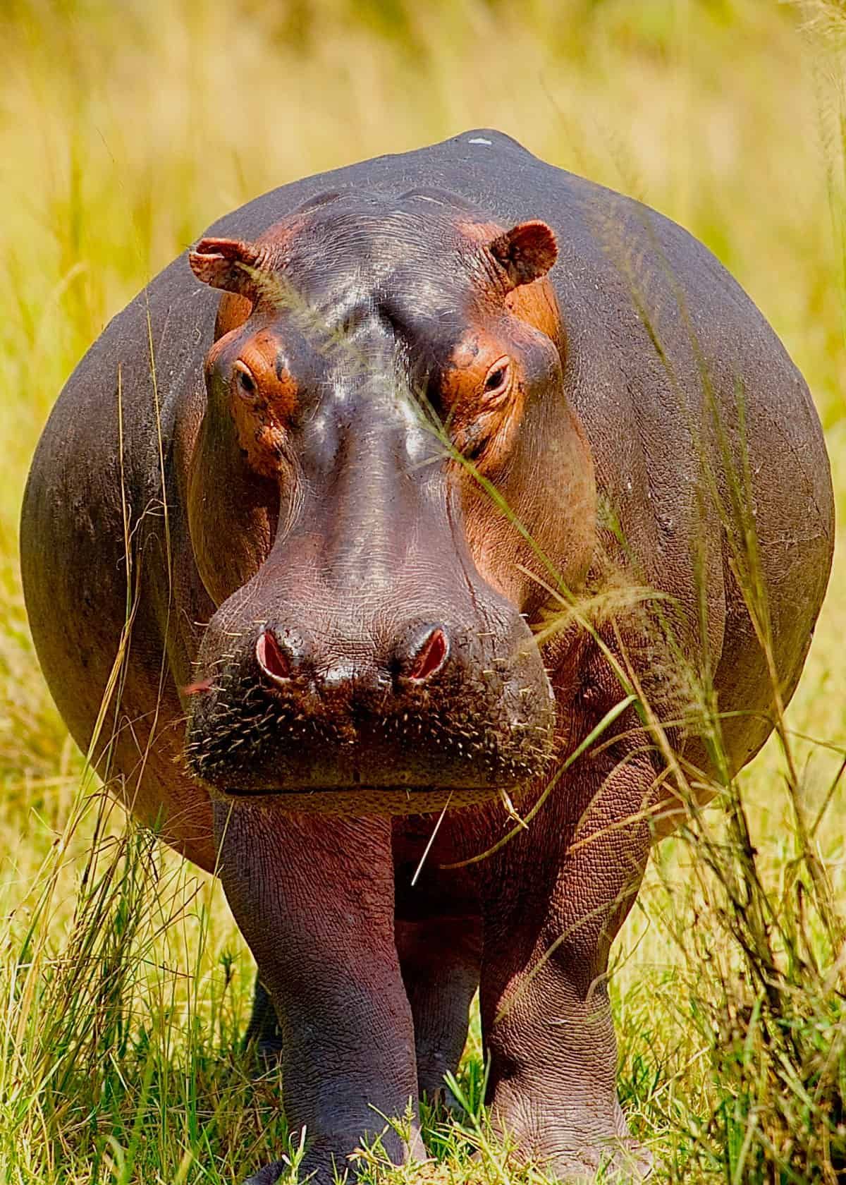 hippopotamus